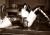 HAYALLERİNİZİN SINIRSIZ ESCORT BAYANI SELMA - Image 2